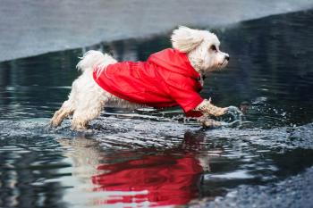 Vsepropejska Cloudy pláštěnka pro psa s kapucí Barva: Červená, Délka zad (cm): 30, Obvod hrudníku: 37 - 40 cm