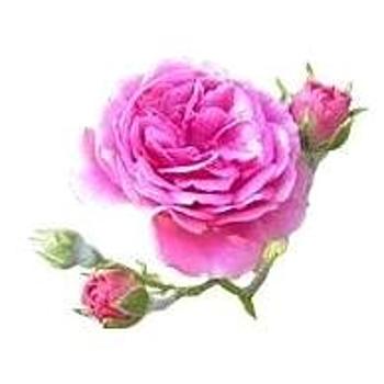 EKOKOZA Květový vosk z růže (1968348645835)