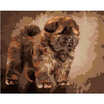 Diamondi - Diamantové malování - ŠTĚNÁTKO CHOW CHOW, 40x50 cm, Vypnuté plátno na rám (606578B)