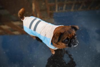 Vsepropejska Roy reflexní pláštěnka pro psa Barva: Modrá, Délka zad (cm): 51, Obvod hrudníku: 66 - 70 cm