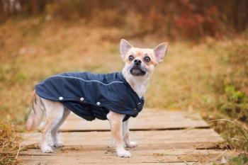 Vsepropejska Reflex zimní bunda pro psa Barva: Modrá, Délka zad (cm): 31, Obvod hrudníku: 37 - 43 cm