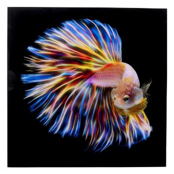 Skleněný obraz Electric Fish 100 × 100 cm