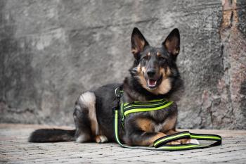 Vsepropejska James reflexní postroj pro psa | 44 – 79 cm Barva: Zelená, Obvod hrudníku: 65 - 79 cm