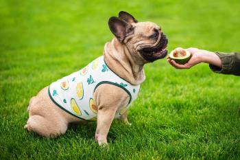 Vsepropejska Zada ovocné tričko s potiskem pro psa Barva: Zelená, Délka zad (cm): 39, Obvod hrudníku: 49 - 54 cm