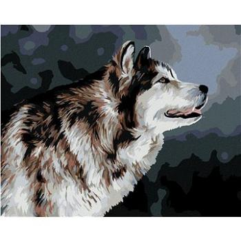 Vyhlížející husky, 40×50 cm, vypnuté plátno na rám (6051721)