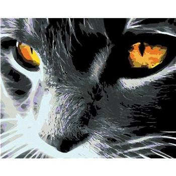 Malování podle čísel - Černá kočka a jasný pohled (HRAmal00372nad)