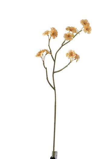 Větvička s béžovými květy Tweedia - 7*10*51 cm 97293