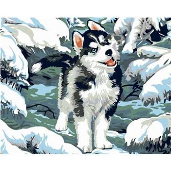 Diamondi - Diamantové malování - MALÝ HUSKY, 40x50 cm, Vypnuté plátno na rám (602316B)