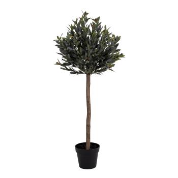 Dekorativní rostlina Olive Tree