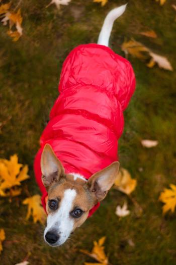 Vsepropejska Warm zimní bunda pro psa s kožichem Barva: Červená, Délka zad (cm): 24, Obvod hrudníku: 24 - 34 cm