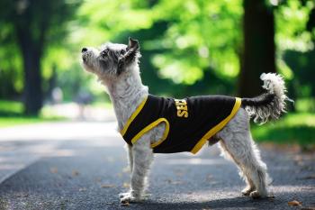 Vsepropejska Lolita tričko s nápisem security pro psa Barva: Žlutá, Délka zad (cm): 34, Obvod hrudníku: 40 - 46 cm