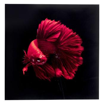 Skleněný obraz Fire Fish 100 × 100 cm