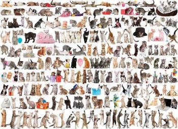EUROGRAPHICS Puzzle Svět koček 1000 dílků