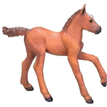 Mojo - Arabský kůň - kaštanové hříbě (5031923810198)