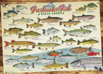 COBBLE HILL Puzzle Ryby Severní Ameriky 1000 dílků