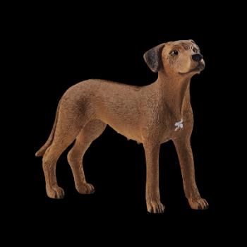 Zvířátko - pes ridgback rhodéský