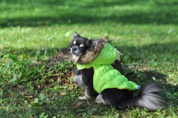 Vsepropejska Neo zimní bunda s kapucí pro psa Délka zad (cm): 20, Obvod hrudníku: 32 - 38 cm