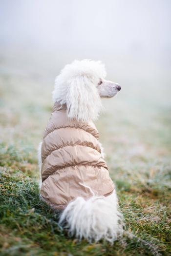 Vsepropejska Warm zimní bunda pro psa s kožichem Barva: Béžová, Délka zad (cm): 33, Obvod hrudníku: 36 - 46 cm