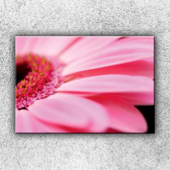 IMPAR Fotografie na plátno Růžová gerbera 50x35 cm