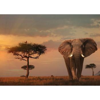 Ravensburger puzzle Nature Edice Sloni v národním parku Massai Mara 1000 dílků
