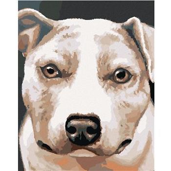 Zuty - Malování podle čísel - PIT BULL (MYROSLAVA VOLOSCHUK), 80x100 cm, vypnuté plátno na rám (HRAmmb00291nad)