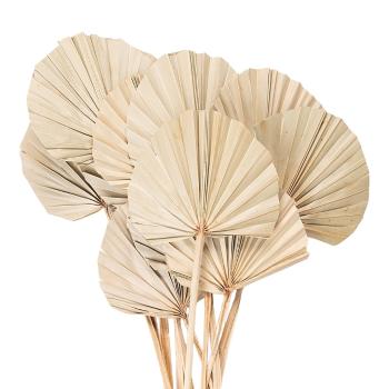 Béžová kytice sušené palmové listy - 55 cm (12ks) 5DF0028