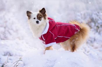 Vsepropejska Blair zimní kabátek pro psa Barva: Vínová, Délka zad (cm): 24, Obvod hrudníku: 36 - 40 cm