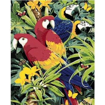 Malování podle čísel - Barevní papoušci (Howard Robinson) (HRAbz33427nad)