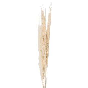 Přírodní béžová kytice sušené květy trávy - 90 cm (10ks) 5DF0021