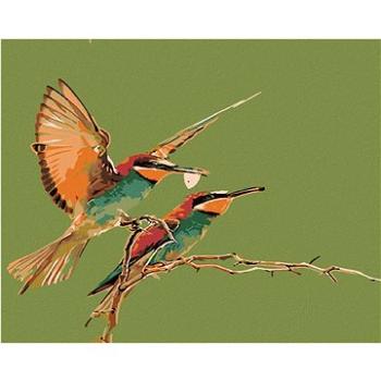 Malování podle čísel - Dva kolibříci (HRAmal00894nad)