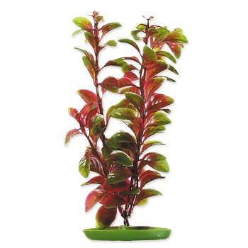 Rostlina MARINA Red Ludwigia 20 cm 1 ks