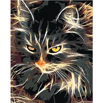 Malování podle čísel - Nádherně dvoubarevná kočka (HRAmal00264nad)