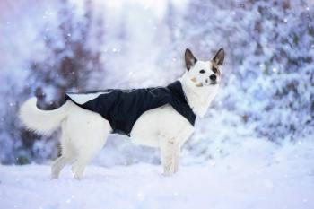 Vsepropejska Kit reflexní zimní bunda pro psa s límcem Barva: Černá, Délka zad (cm): 59, Obvod hrudníku: 58 - 71 cm