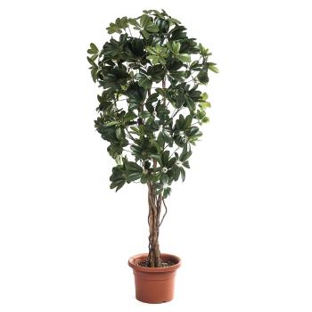 Strom schefflera, 140 cm, HTH