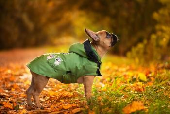 Vsepropejska Autumn pláštěnka pro psa Barva: Zelená, Délka zad (cm): 40, Obvod hrudníku: 40 - 64 cm
