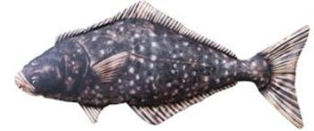 Gaby Polštář Halibut - 72 cm