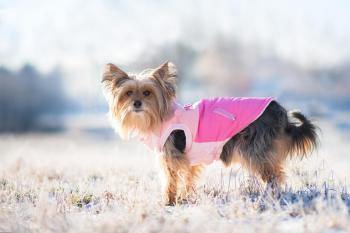 Vsepropejska Aston obleček pro psa na zip Barva: Růžová, Délka zad (cm): 25, Obvod hrudníku: 32 - 40 cm