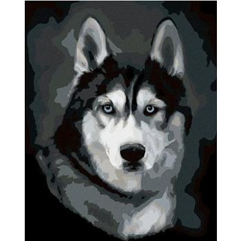 Diamondi - Diamantové malování - HUSKY PORTRÉT, 40x50 cm, Vypnuté plátno na rám (606448B)