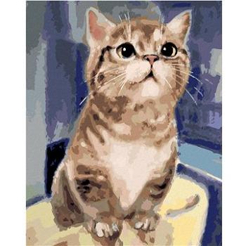 Malování podle čísel - Zvědavá kočka (HRAbz33389nad)
