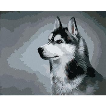 Sibiřský husky, 80×100 cm, bez rámu a bez vypnutí plátna (6051732)