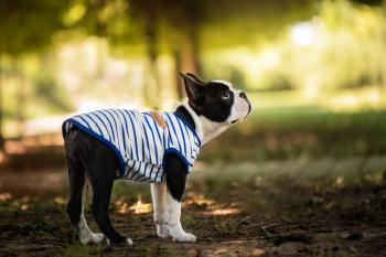 Vsepropejska Kamar pruhované tričko pro psa Barva: Modrá, Délka zad (cm): 35, Obvod hrudníku: 50 - 56 cm