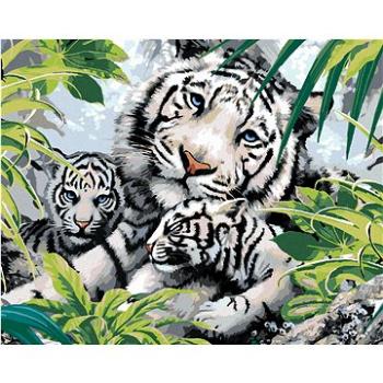 Malování podle čísel - Bílý tygr a dvě mláďata (Howard Robinson) (HRAbz33406nad)