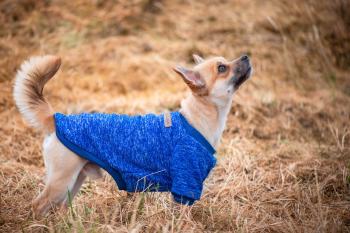 Vsepropejska Classic mikina pro psa Barva: Tmavě modrá, Délka zad (cm): 25, Obvod hrudníku: 28 - 34 cm