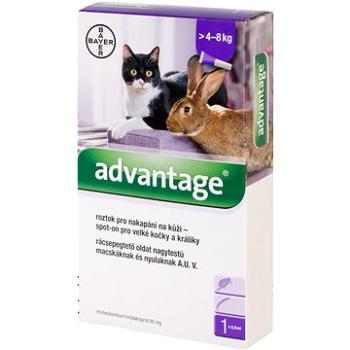 Advantage 1 × 0,8 ml – spot-on pro velké kočky a králíky (4007221044598)