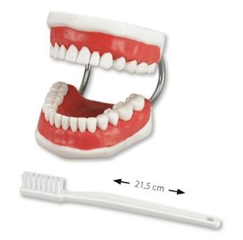 Miradent model pro demonstraci ústní hygieny + demonstrační kartáček