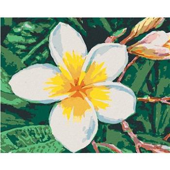 Malování podle čísel - Havajská květina (HRAbz33512nad)
