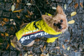Vsepropejska Alba sportovní pláštěnka pro psa Barva: Žlutá, Délka zad (cm): 20, Obvod hrudníku: 32 - 36 cm
