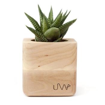 Květináč SUCUBE se sukulentem Haworthia limifolia - UrbanWood