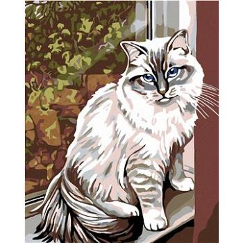 Malování podle čísel - Bílá kočka v okně (HRAmal01067nad)