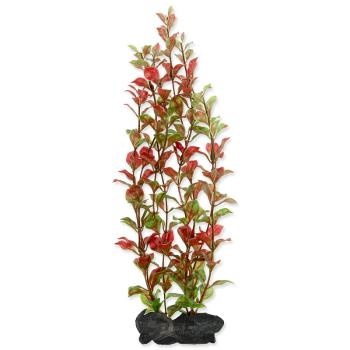 Rostlina TETRA Red Ludwigia L 1 ks